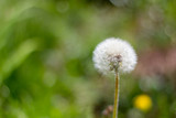 Fototapeta Dmuchawce - white fluffy dandelion on a background of foliage