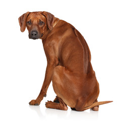 Sticker - Rhodesian Ridgeback dog