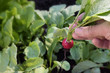 gardener's hand picks a radish in the vegetable garden, copy space in the background of green leaves
