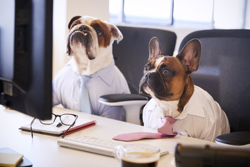 Two Bulldogs Dressed As Businessmen At Desk With Computer