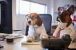 © Monkey Business - Bulldog And Beagle Dressed As Businessmen At Desk With Computer