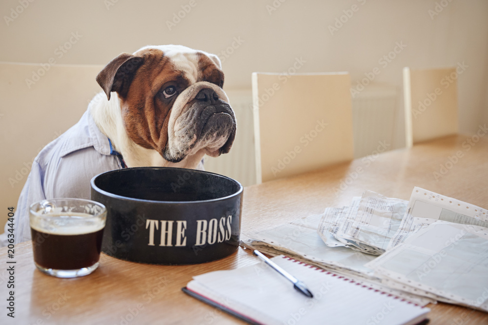 Dog Dressed As Businessmen Eating From Bowl Labelled The Boss - obrazy, fototapety, plakaty 