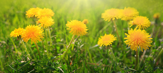 Wall Mural - close up flowers yellow dandelions.