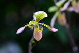 Fototapeta Storczyk - Rare purple orchid flower. Close up