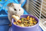 Fototapeta  - A hamster eating inside his cage.