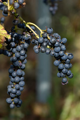 Canvas Print - raisin fruit recolte vin vendange