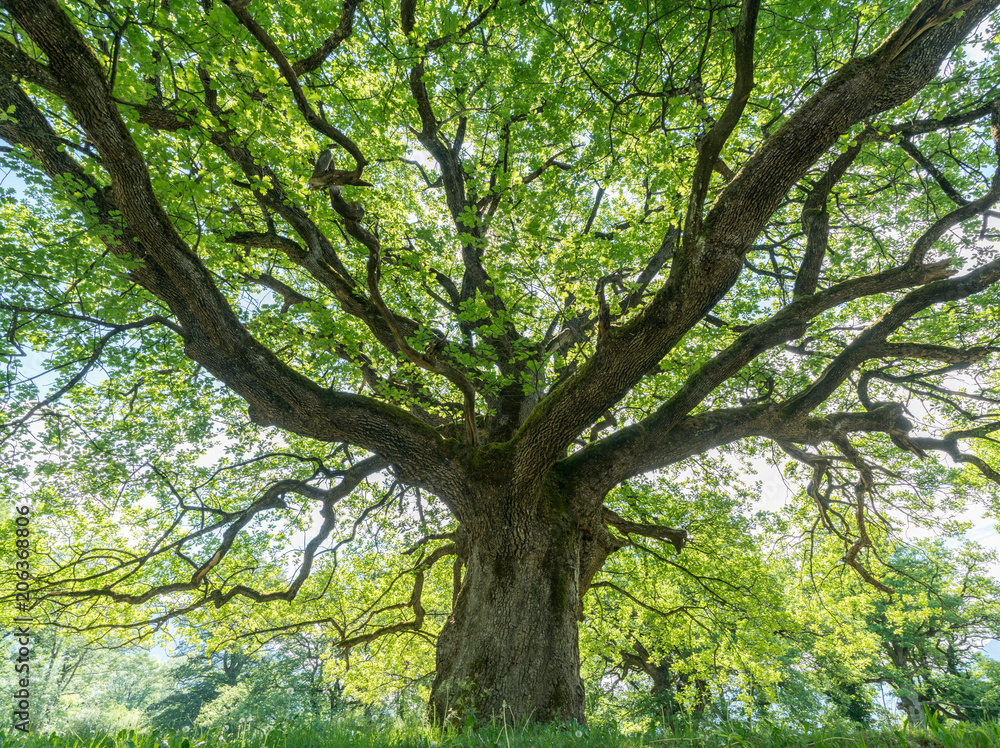 majestic old oak tree giving shade in the springtime Stock Photo ...