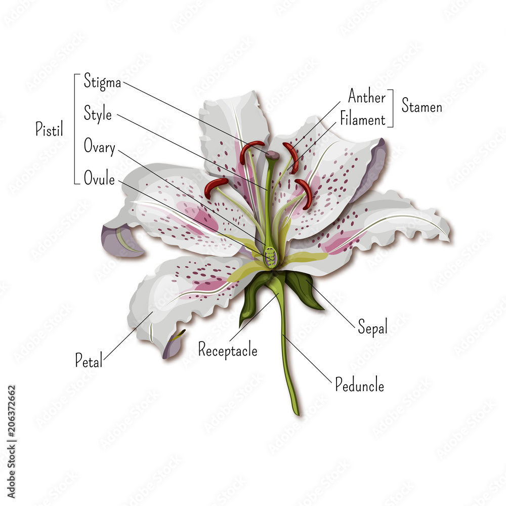 Parts of the flower infographics. Lily flower anatomy. Science for kids