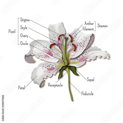 Parts of the flower infographics. Lily flower anatomy. Science for kids.