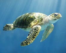 Close-up Of Turtle Swimming In Sea