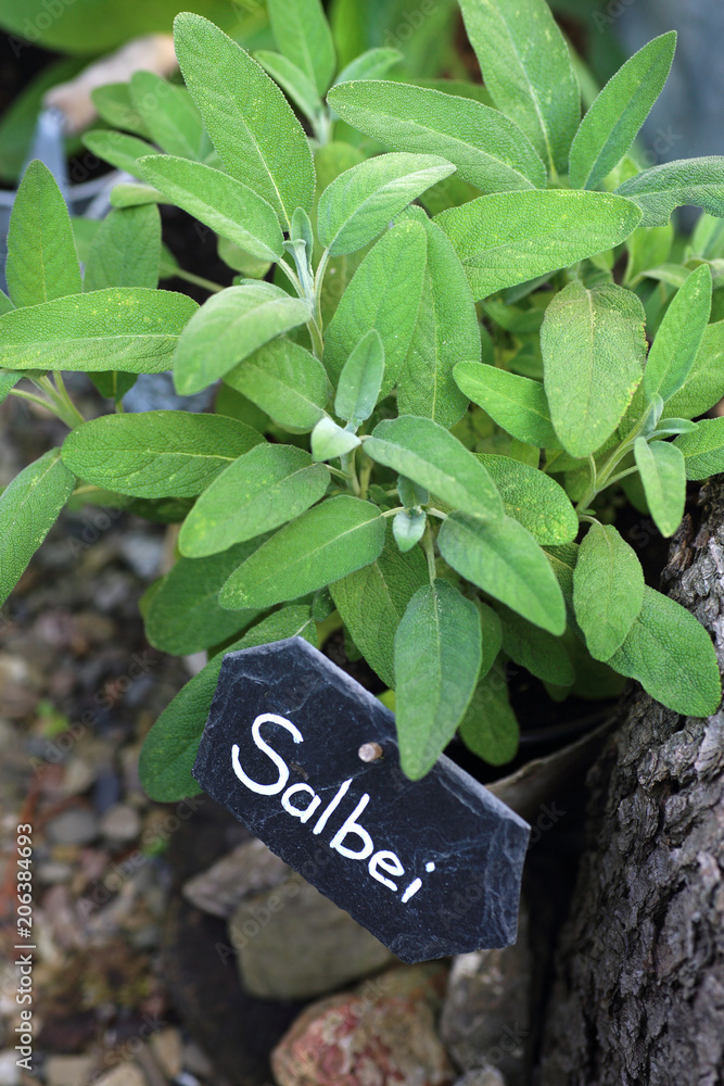 Montage In Der Fensternische Frischer Salbei Im Garten Nikkel Art De