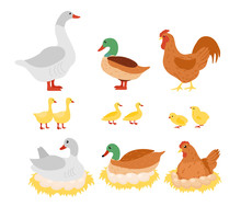 Vector Illustration Set Of Poultry, Chicken, Hen, Cock And Duck, Goose On The Nest With Eggs In Flat Cartoon Design.