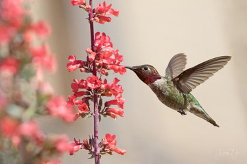 Photograph of a Allen’s Hummingbird feeding from red salvia