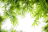 Fototapeta Sypialnia - green bamboo leaves background