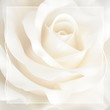 Realistic ivory white rose, background.