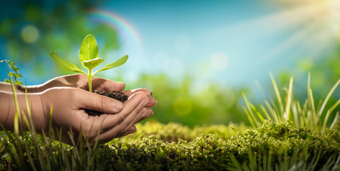 Human hands holding young plant