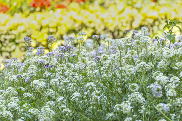 Two Bees On Purple Flowers In Spring