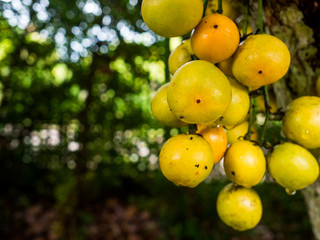 rambeh(Thai fruit) on the rambi tree