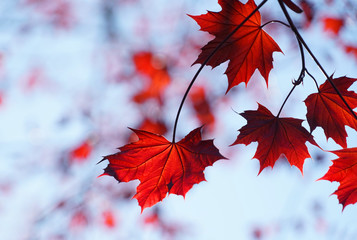 Wall Mural - close up on red maple leaves and branches