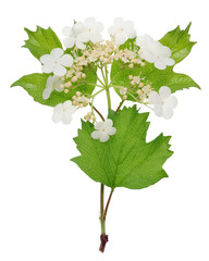 Wall Mural - forest wild bush viburnum blooms in spring white flowers