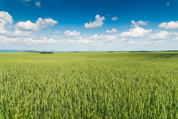 Canvas Print - green field