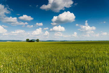 Canvas Print - green field