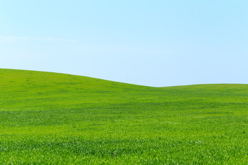 beautiful Green field