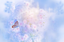 A Gentle Blue Butterfly On A Fluffy Pink Flower In Nature In Soft Pastel Colors With A Soft Focus, Macro. Dreamy, Romantic, Elegant, Art Image Of  Living Nature.