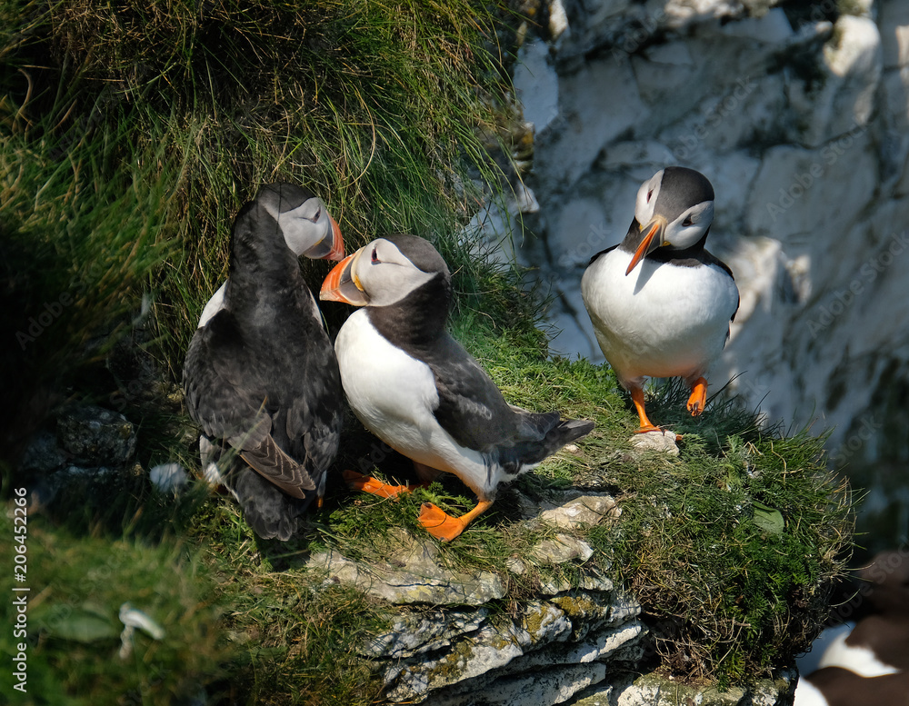 Puffins are any of three small species of alcids in the bird genus ...