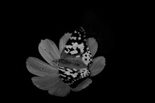 Batterfly On Flower Black And White