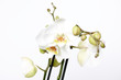 Orchidee, weiß, grün, zusammen