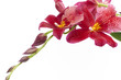 Orchidee, rot, edel, wellness