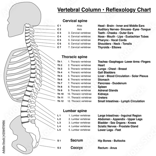 Spine column reflexology chart. Vertebral column with names and numbers