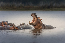 Hippopotamus (Hippos) In Liwonde N.P. - Malawi