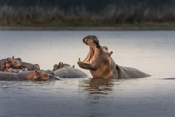 hippopotamus (hippos) in liwonde n.p. - malawi