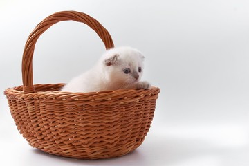 little beautiful funny kittens on a white background.