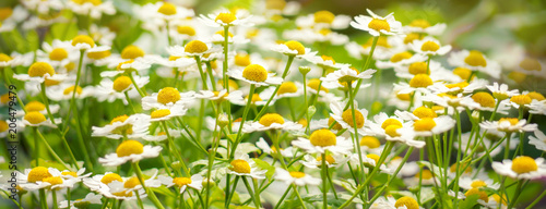 Plakat Rumianek  dzikie-kwiaty-rumianek-pole-stokrotka-roslina-swiatlo-sloneczne-lato-wiosna
