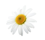 Fototapeta Kwiaty - One daisy flower isolated on white background