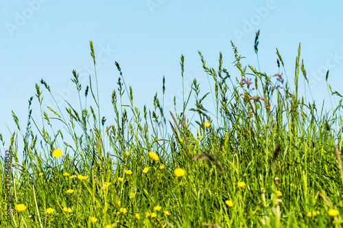 Wiese, Gräser auf einem Deich an der Elbe StockFoto Adobe Stock