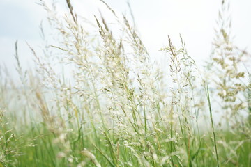 Close up plant