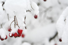 Red Berries In Snow 
