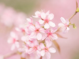 Fototapeta Kwiaty - pink sakura flowers, beautiful Cherry Blossom in nature .
