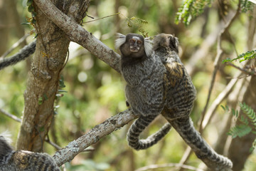 Wall Mural - Little monkey in Rio de Janeiro Brazil (Callithrix penicillata).