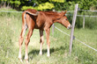 Summer photo of a young baby horse
