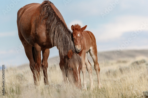 Fototapeta  Wild Mare and Foal
