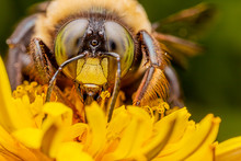 Carpenter Bee On A Dandelion Flower