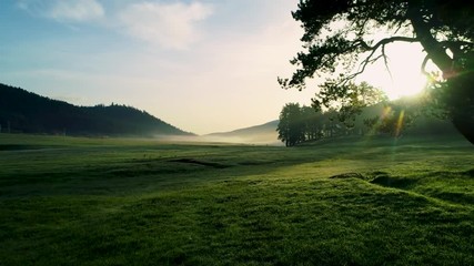 forest landscape and morning fog in spring