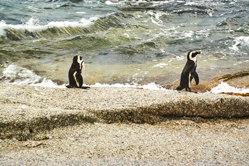 Penguins in boulder's beach cape-town south-africa with seaside and moutain view