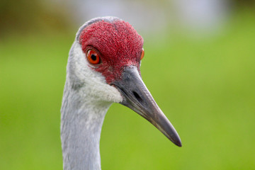 Sandhill Crane Head in Florida