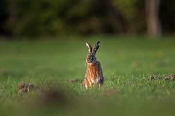 Sticker -  European hare, lepus europaeus